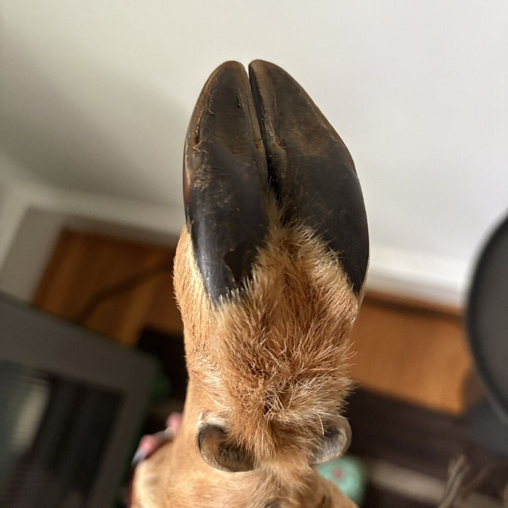 Vintage Taxidermy Deer Hoof Lamp 3 Leg Tripod Base Rustic Cabin Lodge Decor Work - Picture 11 of 13